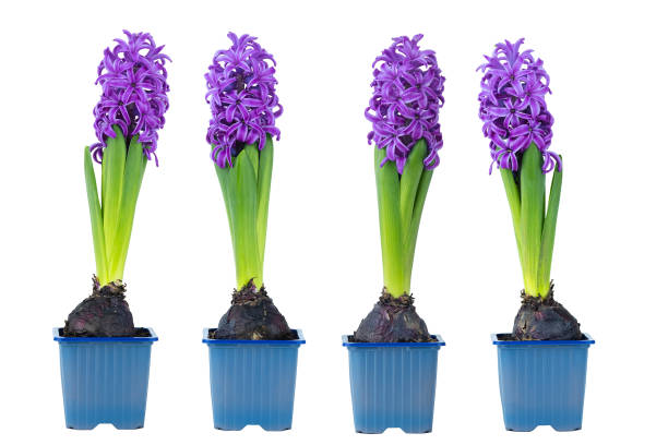 Four purple  Hyacinths in a Row on a white backgorund