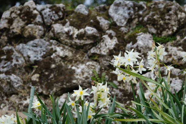 Cute narcissus flower