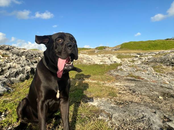 istock Mastiff mix Dog from Barbados 2204639628