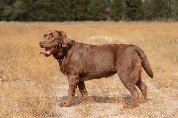 istock brown labrador at walk outdoors in field 2204639905