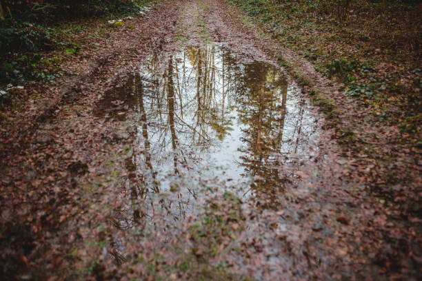Landscape of trees reflected in water in the forest in Saint-Prex, Vaud, Switzerland