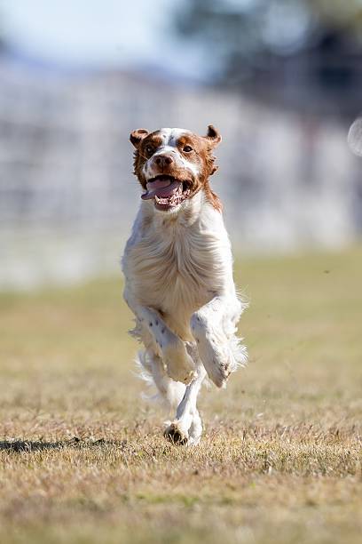 istock Brittany Spaniel Running Lure Course Sprint Dog Sport 2204641827