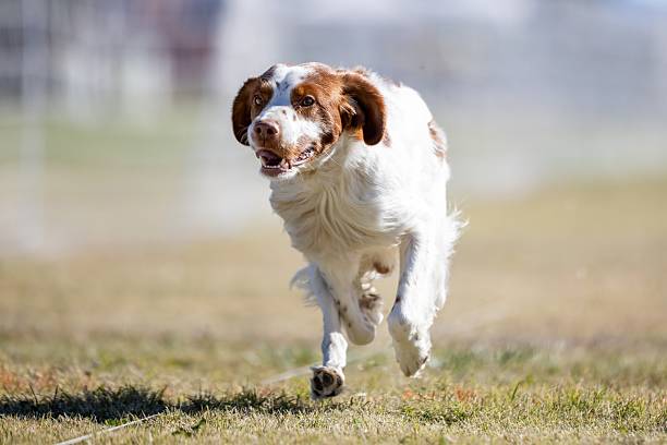 istock Brittany Spaniel Running Lure Course Sprint Dog Sport 2204641832