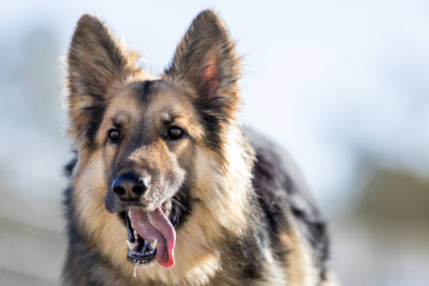 A white mongrel dog red tongue lies on the brown sand and looks at the camera. Back sunlight