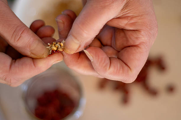 istock Hands break apart rosehip to remove seeds for herbal use. 2204641980