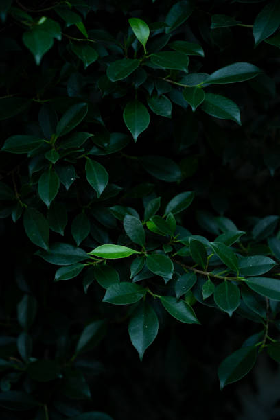 istock Fresh deep green Banyan tree leaves in dark forest background 2204642280