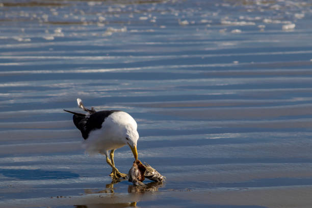 istock coastal marine habitat 2204642472