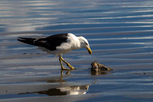 istock coastal marine habitat 2204642476