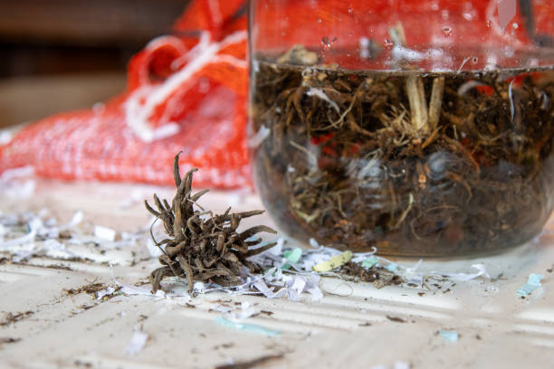 istock A dry ranunculus corm and others soaking ready for spring planting. 2204643174
