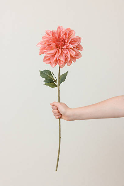 istock A hand holds a vibrant pink dahlia flower against a neutral back 2204643228