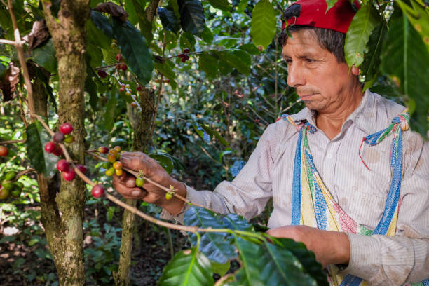 istock Peruvian man collecting coffee cherries, Umasbamba, Peru 2204644106