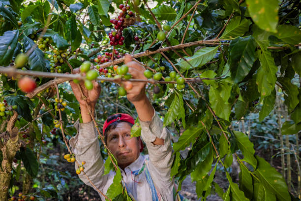 Worker hand-picking ripe red coffee cherries into a collecting bucket on a sunlit plantation, close-up of manual harvest