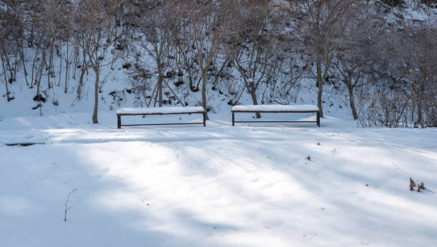 istock Park in the snow-covered forest 2204644512