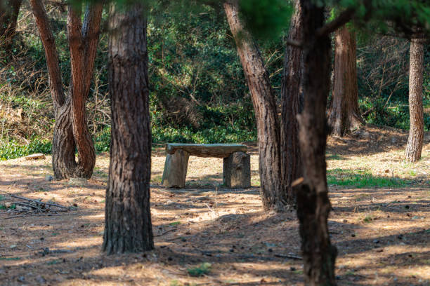 istock Landscape with a wooden bench in a quiet pine forest 2204648962