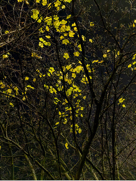 istock Autumn Foliage, Glasgow, Scotland 2204651803