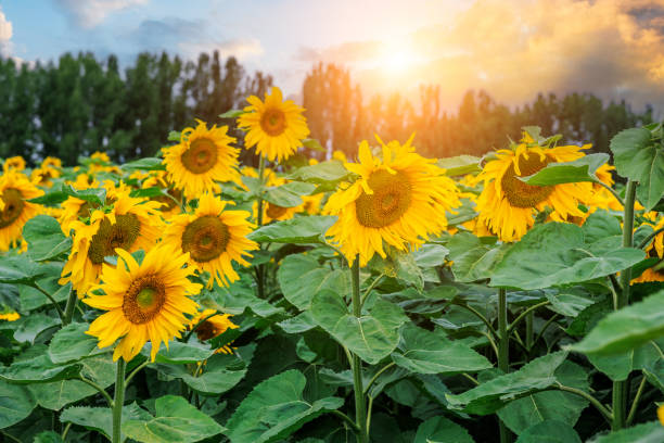 istock Beautiful sunflowers blooming in a green fields 2204652455