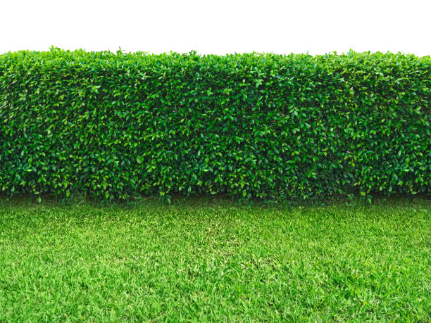 Tree fence wall  in garden