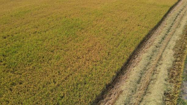 istock Rice fields, high angle photography, high angle view of jasmine rice 2204657910