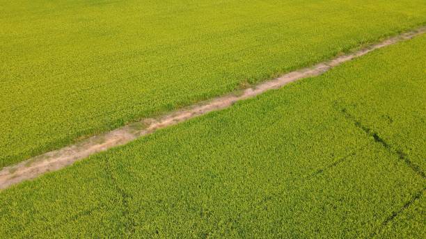 istock Rice fields, high angle photography, high angle view of jasmine rice 2204657936