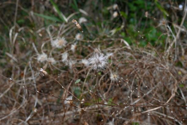 istock Pertya scandens (Japanese name 'Koyaboki') Pappus. Asteraceae deciduous surub. 2204658667