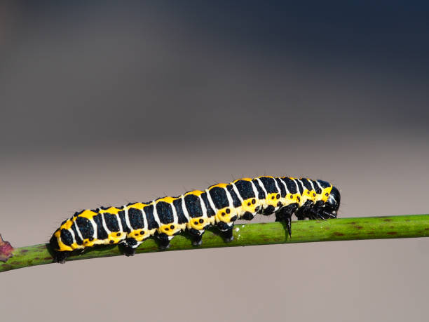istock Caterpillar of a lettuce shark 2204659480