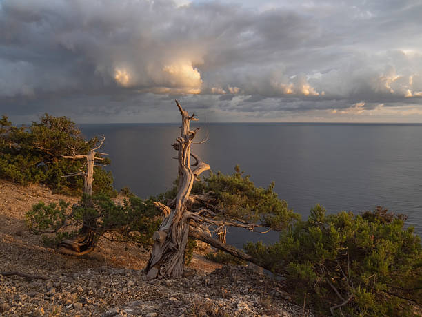 Sea and dry tree. Spectacular old pine tree on a cliff against the background of the sea. Evening minimalistic marine landscape.