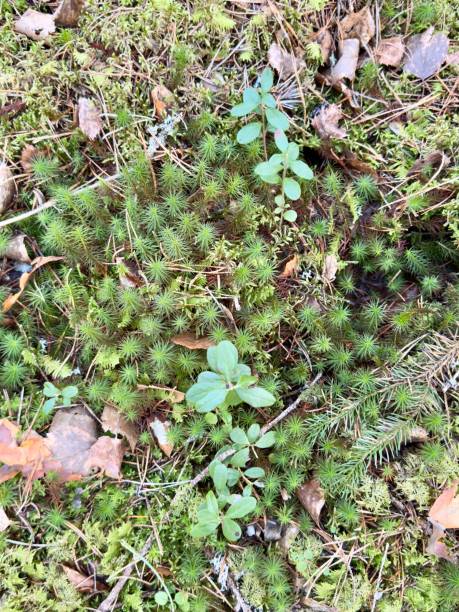 istock Cuckoo Flax Moss in a Lush Forest 2204662617