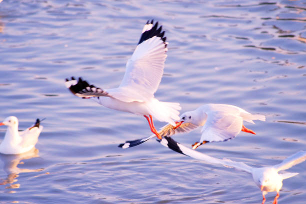 A seagull soars gracefully over the sea, its wings cutting through the breeze as waves gently lap at the shore.