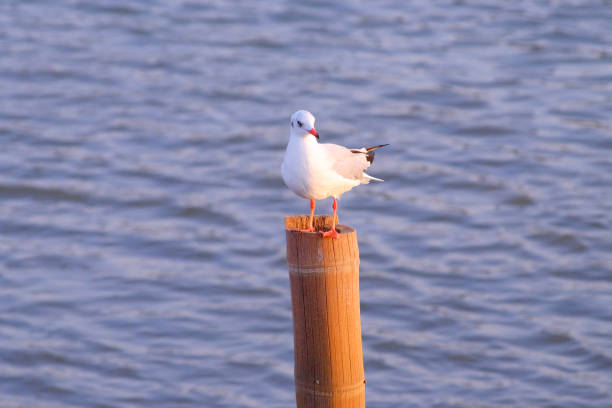 A seagull soars gracefully over the sea, its wings cutting through the breeze as waves gently lap at the shore.