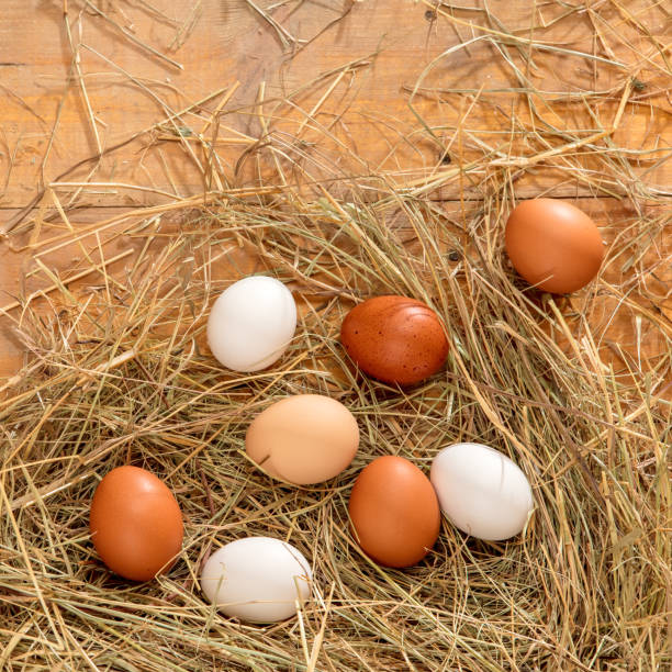 istock Fresh chicken eggs in the hay nest on a rustic wooden background 2204664315