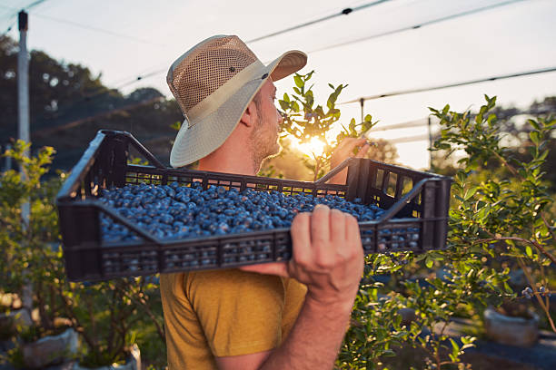 istock Farmer picking fresh blueberries on a farm. 2204665387