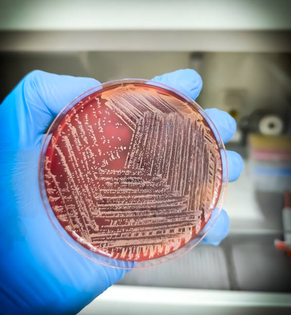 istock Staphtococcus aureus: Gram-positive, to Gram-variable, nonmotile, Coccus, beta hemolysis, saprotrophic bacterium that belongs to the family Staphylococcus growth on blood agar. 2204665579