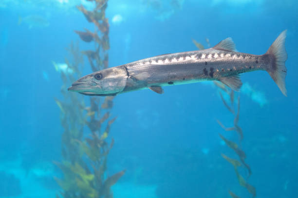 Barracuda Swimming in an Aquarium. Oceanarium Lisbon Portugal.