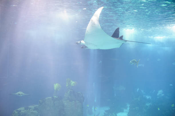 istock Manta Ray and Other Fish in an Aquarium 2204665877
