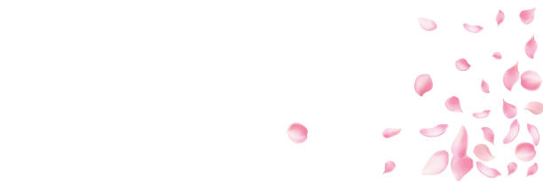 istock Rose petals or sakura flying petals, romantic background with realistic pink cherry flower petals flow or falling motion. Love, romance, floral spring season,cherry blossom 2204666186