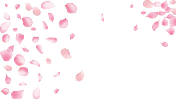 istock Rose petals or sakura flying petals, romantic background with realistic pink cherry flower petals flow or falling motion. Love, romance, floral spring season,cherry blossom 2204666270