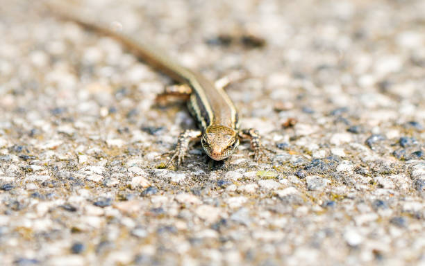 istock Common lizard on stony ground. Animal in close-up. 2204666458