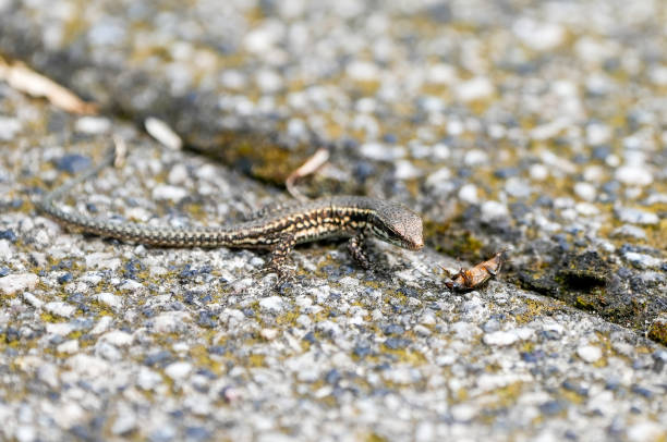 istock Common lizard on stony ground. Animal in close-up. 2204666475