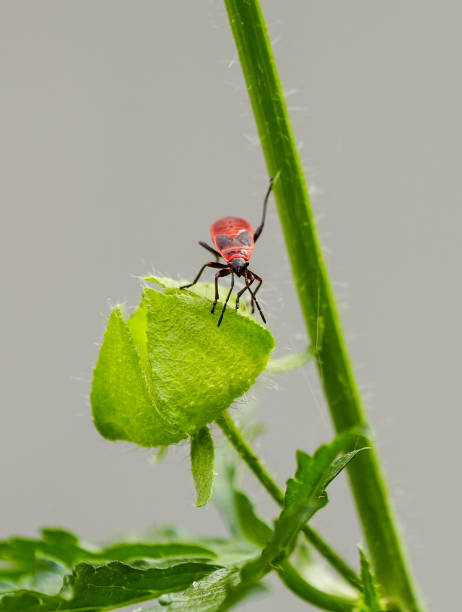 istock Fire bug on a plant. Insect close-up in nature. Red black bug. 2204666501