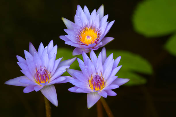 Purple water lily or lotus.