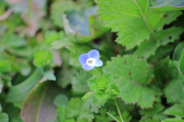 Persian speedwell, blue jewel of spring