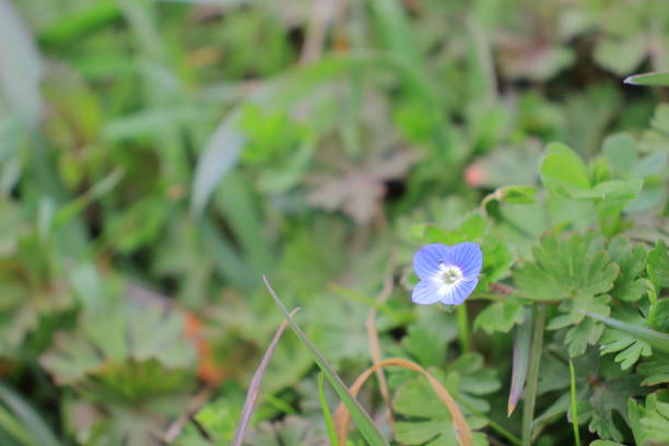 istock Persian speedwell, heralding the arrival of spring 2204669454