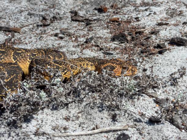 istock Camouflaged snake in rocky terrain 2204669482