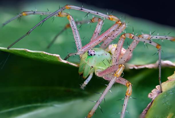 istock Close-up of Green Lynx Spider on Leaf 2204669524
