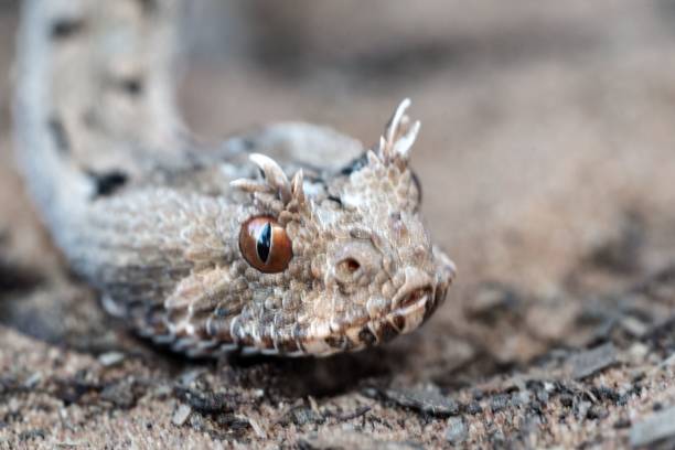 istock Close-up of a horned viper on sand. 2204669557