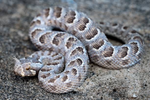 istock Horned viper camouflaged on rocky terrain. 2204669591