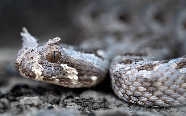 istock Horned viper snake close-up in natural habitat. 2204669599