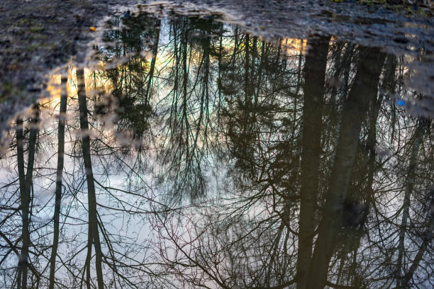 istock Reflection of trees in a puddle 2204670275