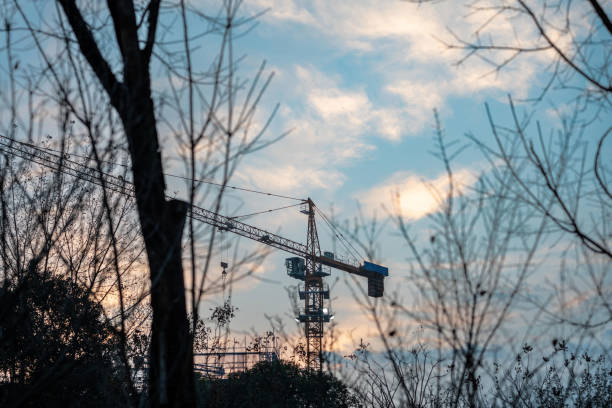 the withered tree and the tower crane in the evening glow