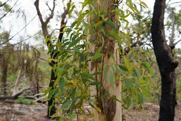 istock Dry and Burnd eucaliptus bush in Australia 2204670547